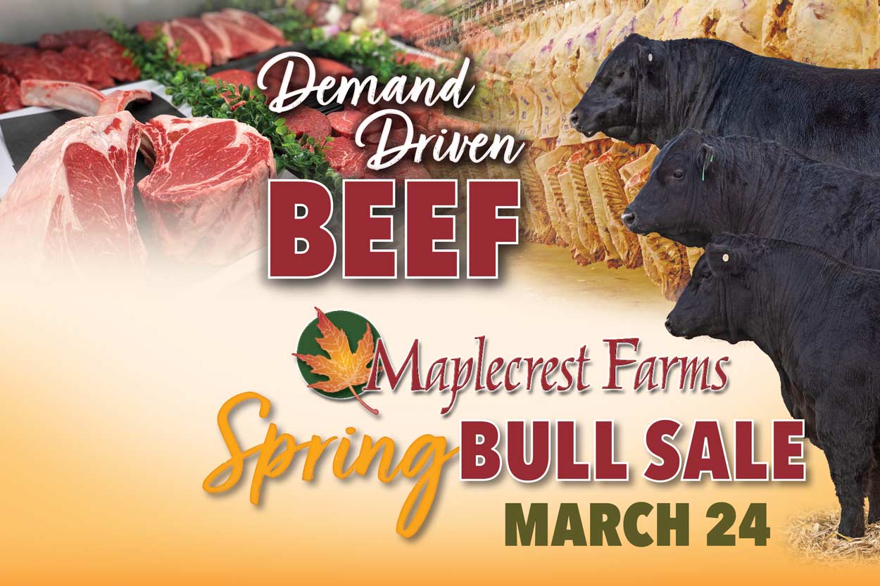 Spring Bull Sale