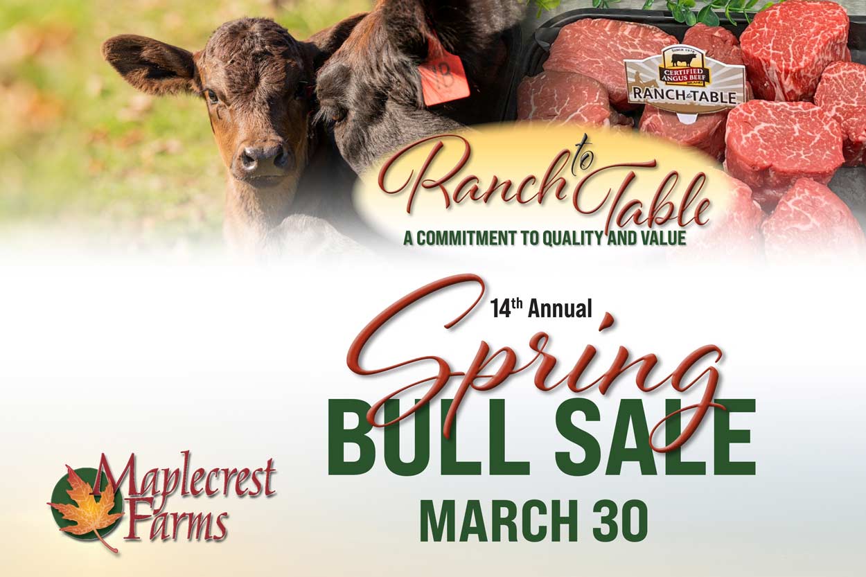 Spring Bull Sale